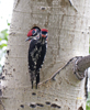 Red napeds Sapsuckers